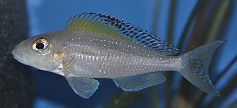 Xenotilapia spilopterus 'Mabilibili Bay'